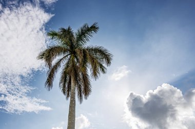 Kristof Kolomb Mezarlığı (Cemetario de Colon) Havana, Küba