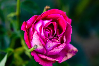 Yaz bahçesinde açan güzel kırmızı güller. Açık havada yetişen gül çiçekleri, doğa, çiçek açan sanat tasarımı arka plan