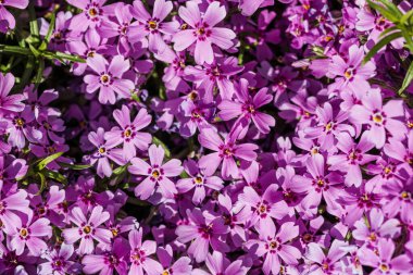 Bahar ve yaz doğa sahnesi çiçek açan feniks paniklemesi, yaygın olarak phlox çiçeği olarak bilinir