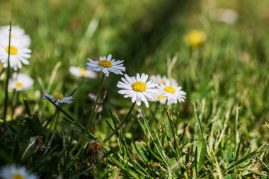 Bahar ve yaz doğa sahnesi çiçek açan bellis perennis, yaygın olarak beyaz papatya olarak bilinir.
