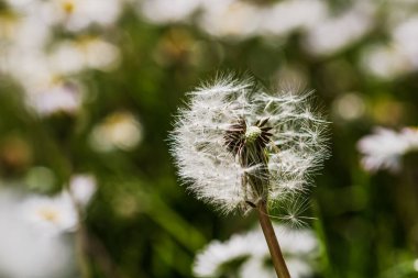 Bahar ve yaz doğa sahnesi çiçek açan taraxacum, yaygın olarak karahindiba olarak bilinir.