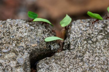 Yaprak kesen karıncalar (Atta sp.) Golfito yakınlarında, Kosta Rika