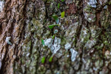Yaprak kesen karıncalar (Atta sp.) Golfito yakınlarında, Kosta Rika