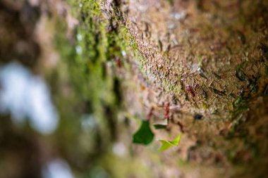 Yaprak kesen karıncalar (Atta sp.) Golfito yakınlarında, Kosta Rika