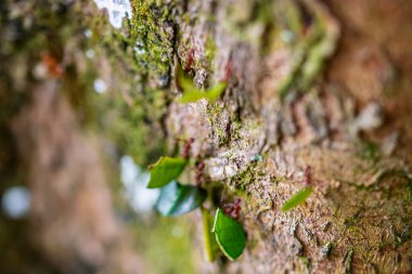 Yaprak kesen karıncalar (Atta sp.) Golfito yakınlarında, Kosta Rika