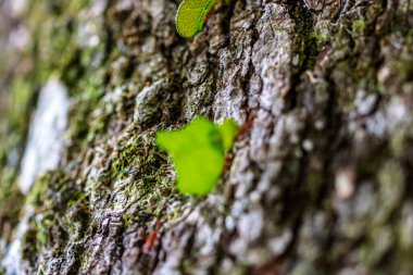 Yaprak kesen karıncalar (Atta sp.) Golfito yakınlarında, Kosta Rika