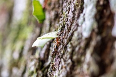 Yaprak kesen karıncalar (Atta sp.) Golfito yakınlarında, Kosta Rika