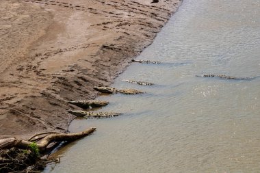 Güneşli bir günde Kosta Rika, Tropikal yağmur ormanlarında açık kahverengi derili tehlikeli bir Amerikan timsahı yerde yatıyor.