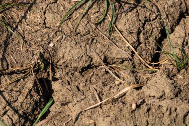 Küresel ısınma, yazın kuraklık. Kuru toprak arkaplanının koyu toprak dokusu yakın plan