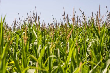 Mısır tarlası. Fırın ve un üretimi için mısır gevrekleri