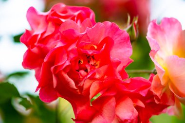 Yaz bahçesinde açan güzel kırmızı güller. Açık havada yetişen gül çiçekleri, doğa, çiçek açan sanat tasarımı arka plan