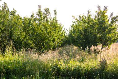 Buğday tarlası. Fırın ve un üretimi için mısır gevrekleri