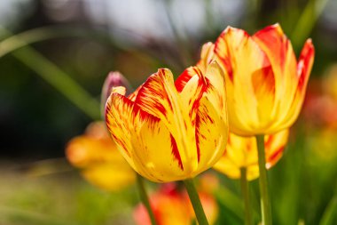 İlkbahar ve yaz doğa sahnesi çiçek açan lalelerle