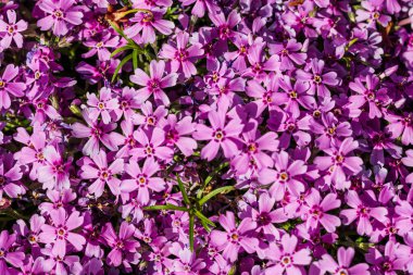 Bahar ve yaz doğa sahnesi çiçek açan feniks paniklemesi, yaygın olarak phlox çiçeği olarak bilinir