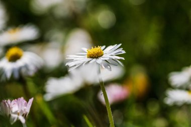 Bahar ve yaz doğa sahnesi çiçek açan bellis perennis, yaygın olarak beyaz papatya olarak bilinir.