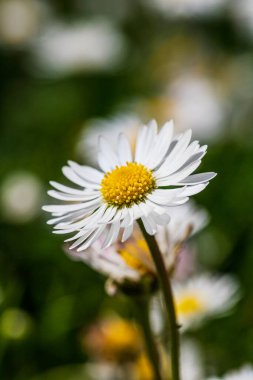Bahar ve yaz doğa sahnesi çiçek açan bellis perennis, yaygın olarak beyaz papatya olarak bilinir.