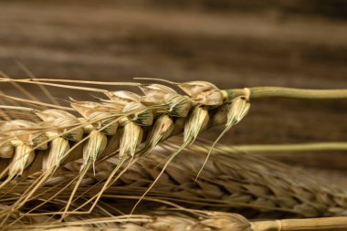 Buğday detayı. Fırın için mısır gevreği, un üretimi