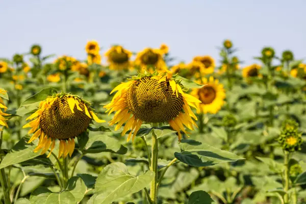 Ayçiçeği tarlası. Tarım, ayçekirdeği büyüyen kavram. Kırsalda çiçek açan ayçiçeği tarlası. Tarım endüstrisi
