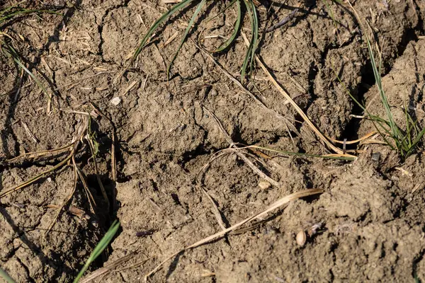 Küresel ısınma, yazın kuraklık. Kuru toprak arkaplanının koyu toprak dokusu yakın plan