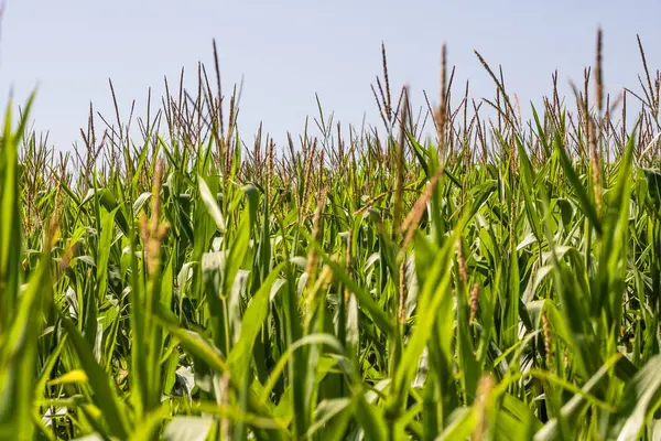 Mısır tarlası. Fırın ve un üretimi için mısır gevrekleri
