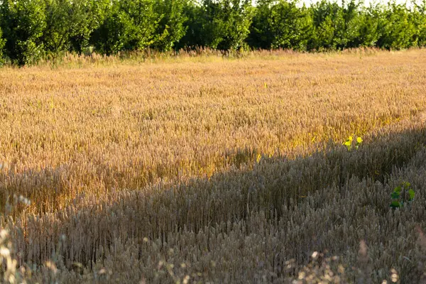 Buğday tarlası. Fırın ve un üretimi için mısır gevrekleri