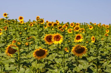 Ayçiçeği tarlası. Tarım, ayçekirdeği büyüyen kavram. Kırsalda çiçek açan ayçiçeği tarlası. Tarım endüstrisi