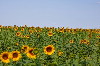 Ayçiçeği tarlası. Tarım, ayçekirdeği büyüyen kavram. Kırsalda çiçek açan ayçiçeği tarlası. Tarım endüstrisi