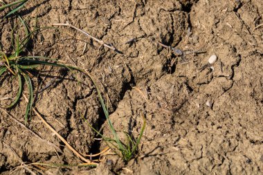 Küresel ısınma, yazın kuraklık. Kuru toprak arkaplanının koyu toprak dokusu yakın plan