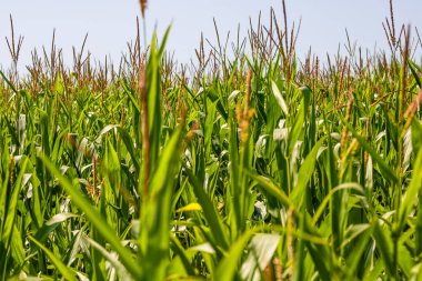 Mısır tarlası. Fırın ve un üretimi için mısır gevrekleri