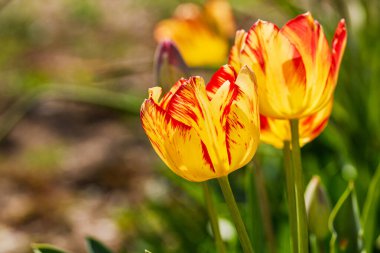 İlkbahar ve yaz doğa sahnesi çiçek açan lalelerle
