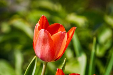 İlkbahar ve yaz doğa sahnesi çiçek açan lalelerle
