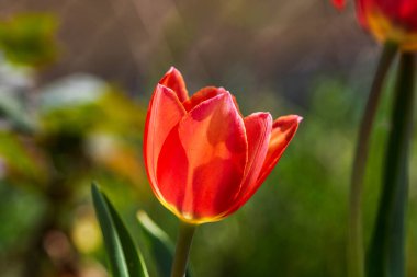 İlkbahar ve yaz doğa sahnesi çiçek açan lalelerle