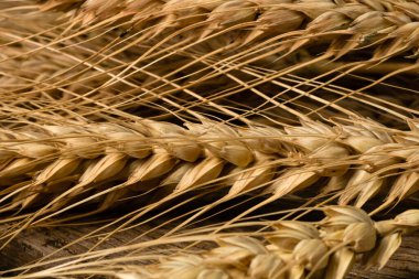 Buğday detayı. Fırın için mısır gevreği, un üretimi