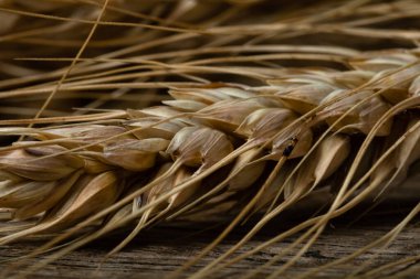 Buğday detayı. Fırın için mısır gevreği, un üretimi