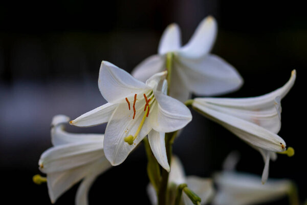 Красивый цветок лилии на фоне зеленого сада. Лили цветы в саду. Летний цветочный фон