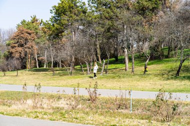 Autumn scenery with alley of fall leaves