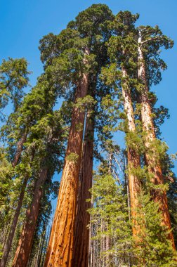 Kernville yakınlarındaki 100 Dev Patikası (Long Meadow Grove) yolunda dev Sequoias.