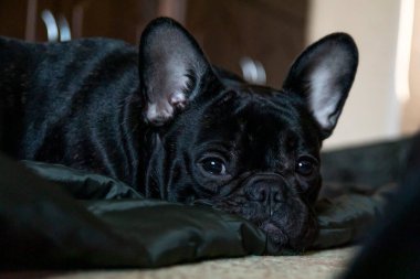 Uykulu Fransız buldog yavrusu yerde yatıyor.