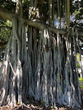 Close up view of the long roots of a monkeypod tree in Hawaii.