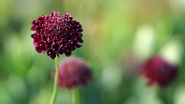 Black Knight Pincushion Flower Bloom Summer Garden — Stock Photo, Image