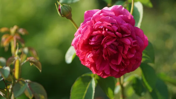 在一个夏日的花园里 黑暗的英国灌木玫瑰盛开 图库照片