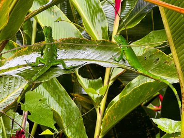 Kosta Rika yağmur ormanlarındaki bir bitkinin yaprağında oturan iki küçük yeşil kertenkele..