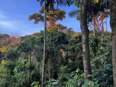 Sabahleyin Kosta Rika 'nın Alajuela ilindeki Arenal volkanının zirvesine bakın.
