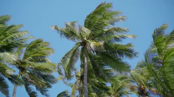 Palmen Gegen Den Himmel Strand Auf Der Tropischen Paradiesinsel Hawaii — Stockvideo