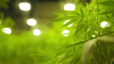 Close-up view of legal marijuana bushes inside industrial greenhouse. Lush, green cannabis plants for medical purposes and need, cultivated in the laboratory. High quality 4k footage