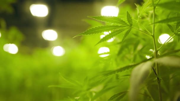 Close View Legal Marijuana Bushes Industrial Greenhouse Lush Green Cannabis — Stockvideo
