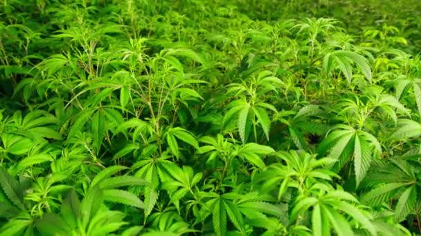Vista Perto Das Flores Exuberantes Cultura Cannabis Para Necessidades Médicas — Vídeo de Stock