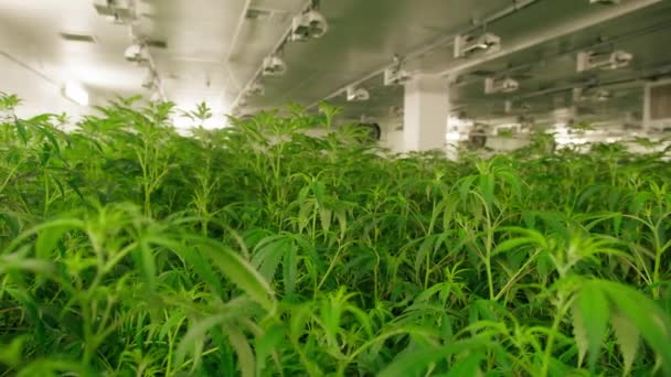 Footage Large Commercial Cannabis Cultivation Facility Industrial Plantation Lush Green — Stockvideo