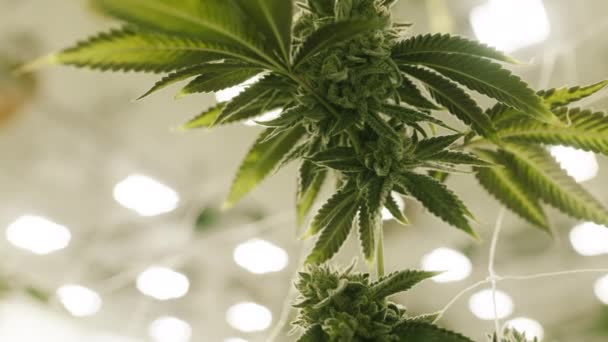 Modern Industrial Greenhouse Legalized Marijuana Plants Growing Special Unique Conditions — Vídeo de stock
