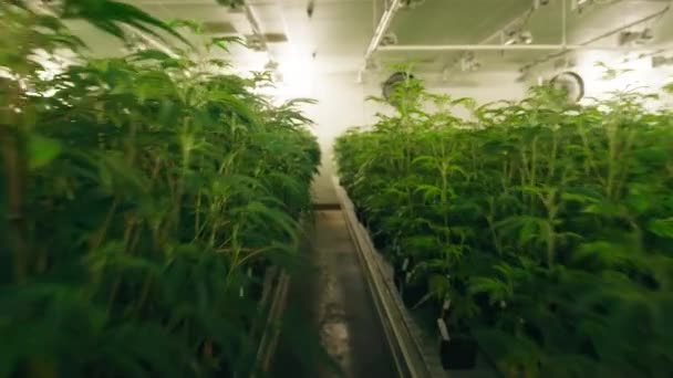 大麻种植为医疗目的种植纯提取物的设施 在世界上最大的合法大麻农场里 种植着茂密的作物 高质量的4K镜头 — 图库视频影像